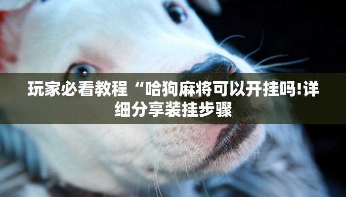 玩家必看教程“哈狗麻将可以开挂吗!详细分享装挂步骤